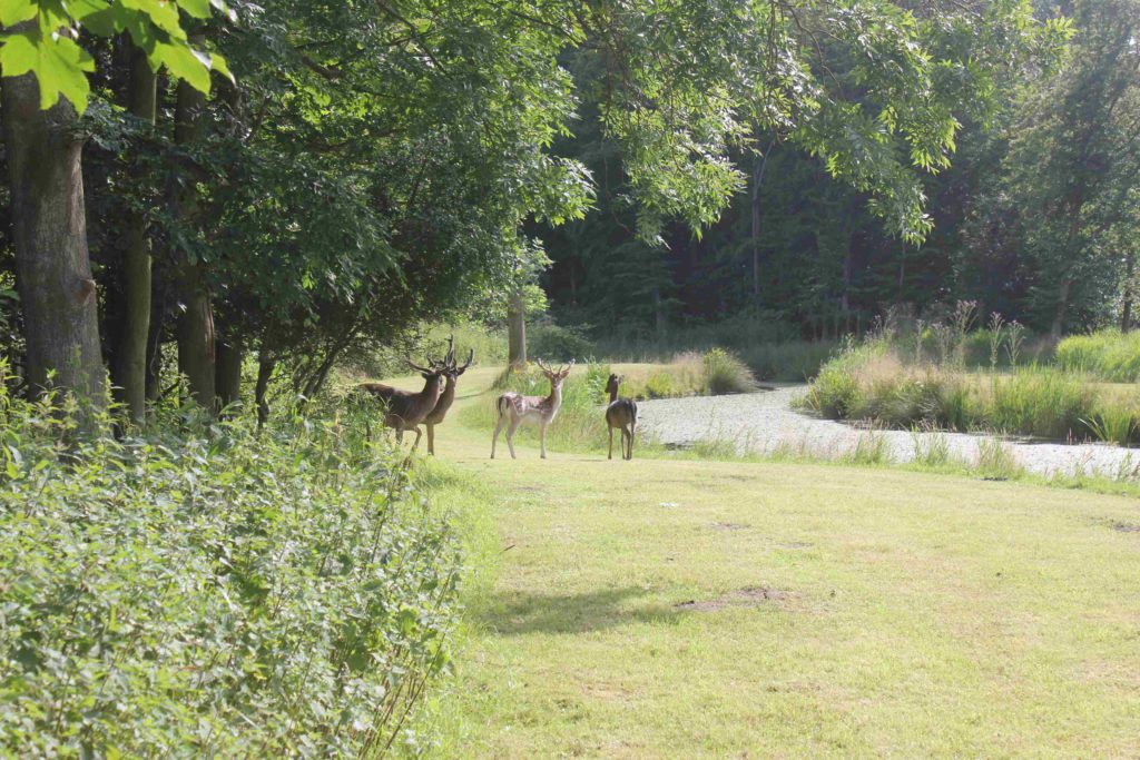 Damherten lopen vanuit het bos zo de tuin in